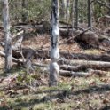 Beavers at Work